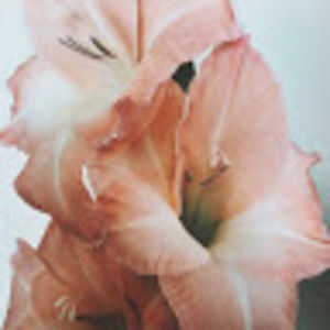 Meet your Posher, Gracie